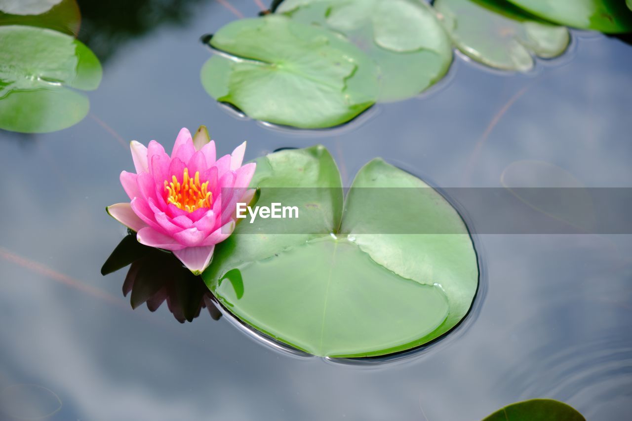 Lotus water lily in lake