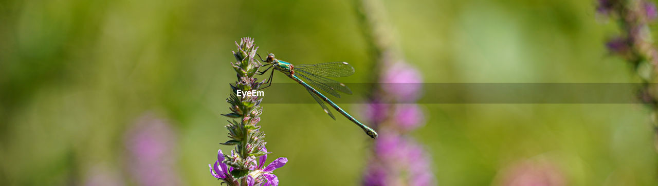 plant, animal themes, insect, animal, grass, animal wildlife, beauty in nature, nature, close-up, green, macro photography, flower, wildlife, flowering plant, one animal, focus on foreground, purple, freshness, animal wing, no people, selective focus, plant stem, outdoors, macro, fragility, dragonflies and damseflies, environment, meadow, growth, day, summer, dragonfly, field, land, animal body part, tranquility, plant part