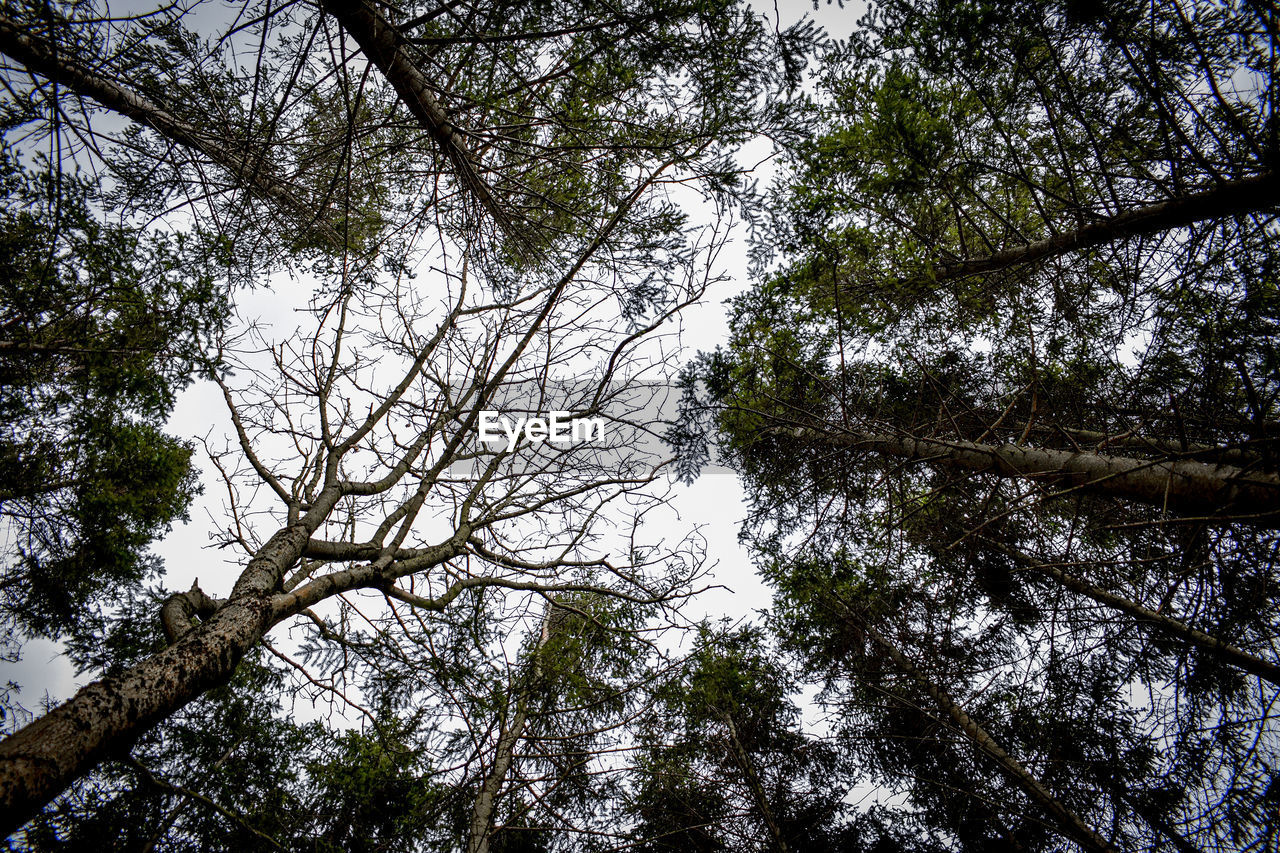 FULL FRAME SHOT OF TREE AGAINST SKY