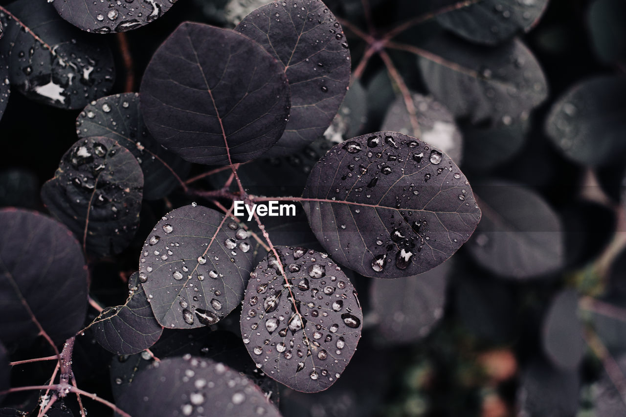 Close-up of wet plant leaves during rainy season