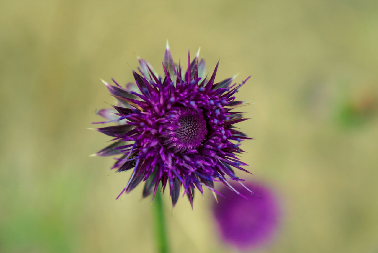 Close-up of thistle blooming outdoors