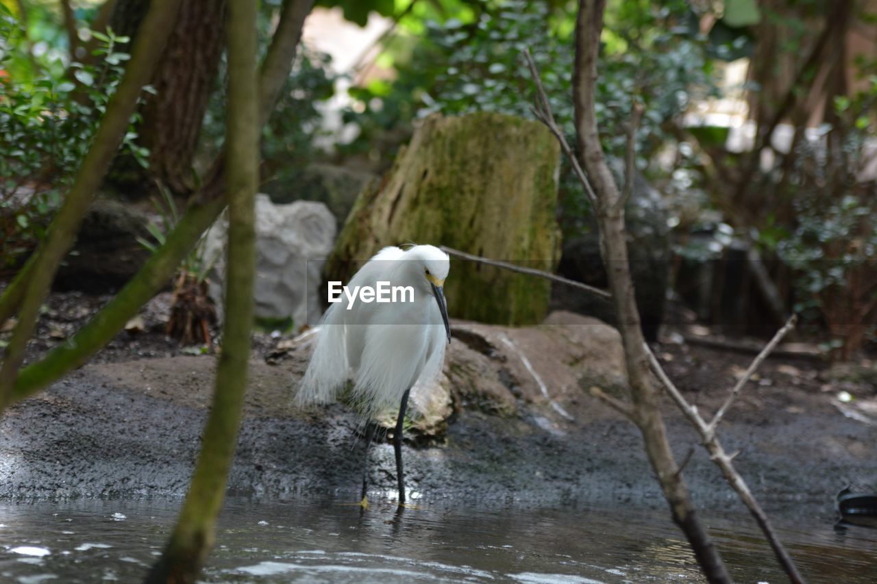 WHITE HERON IN LAKE