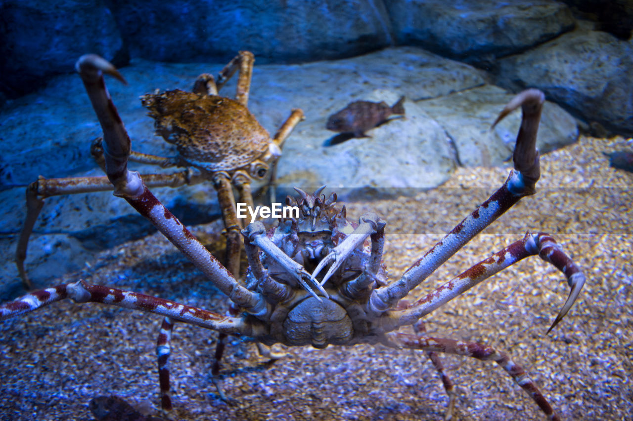 CLOSE-UP OF CRAB IN SEA