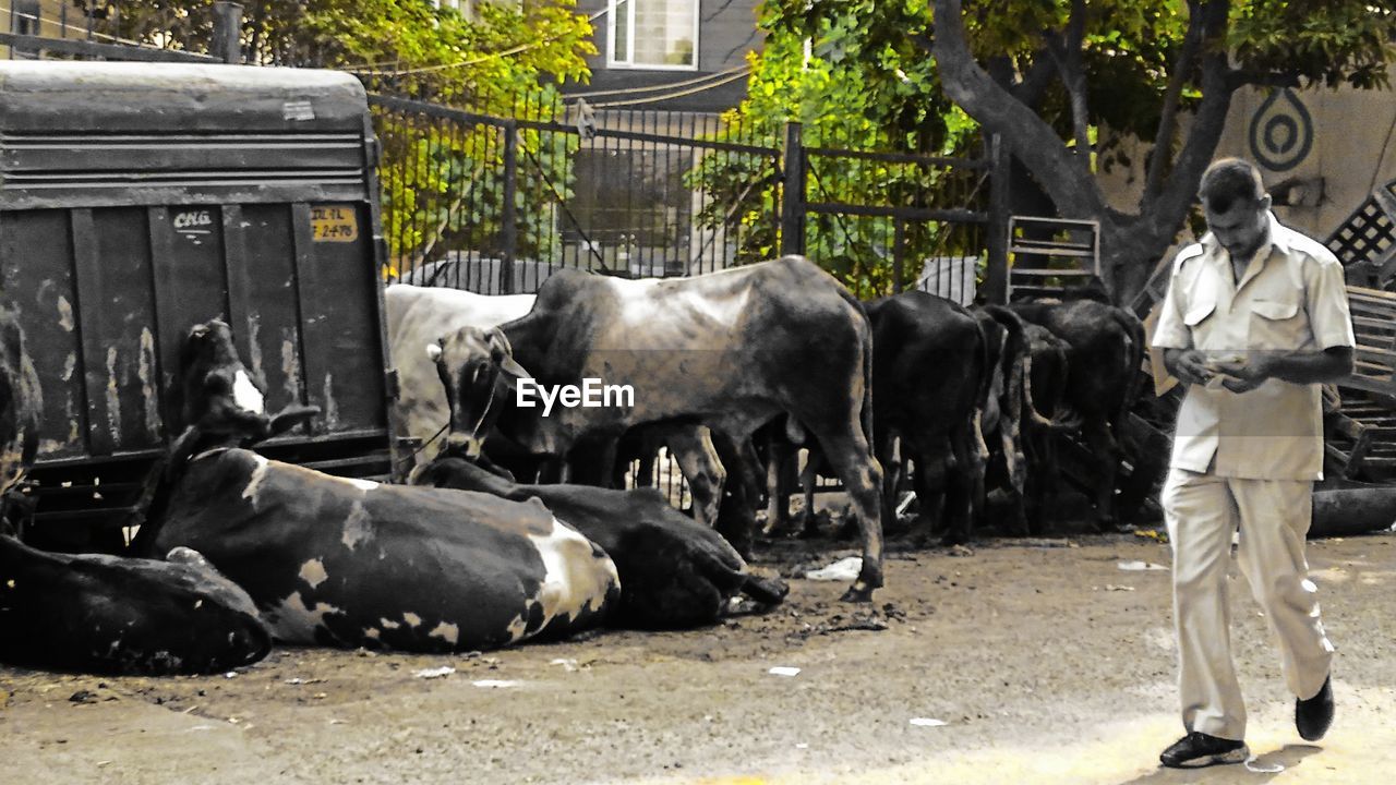 HORSES IN STREET IN FRONT OF FARM