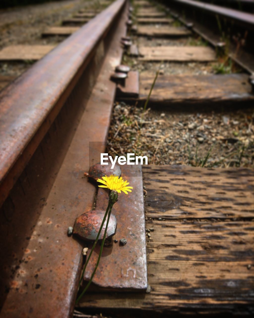 Yellow flower on railroad track