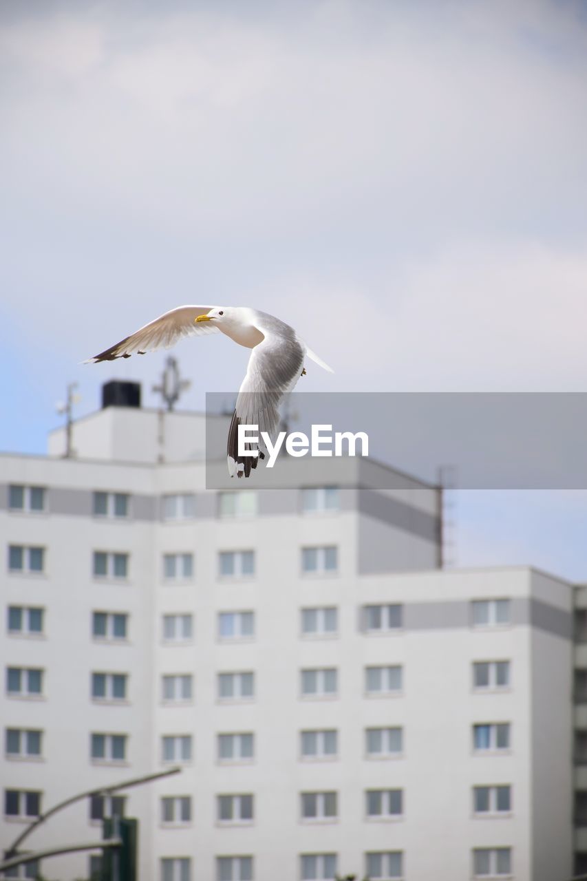 Low angle view of seagull flying against building