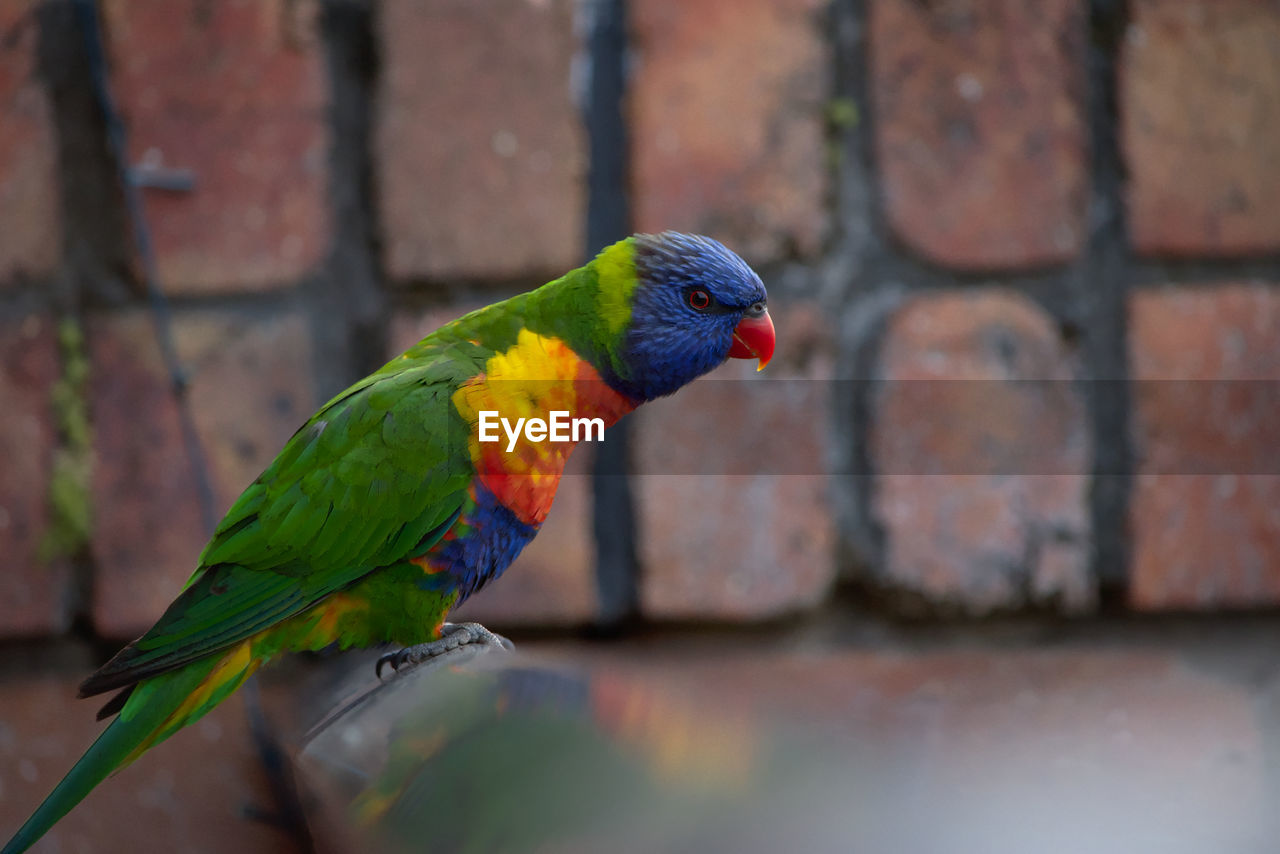 CLOSE-UP OF PARROT ON WALL