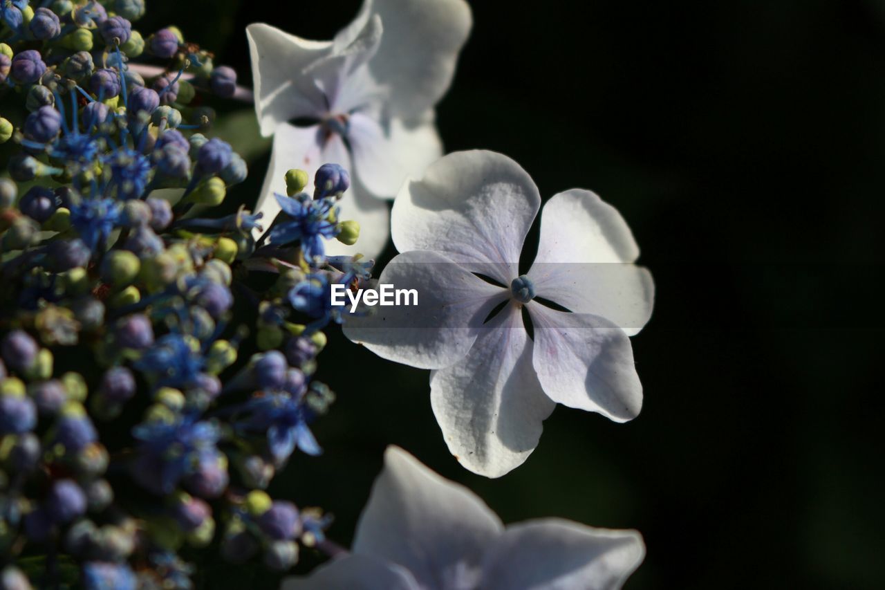 Extreme close up of flowers over black background