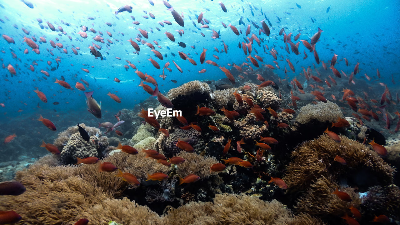 Anthias fish at pulong bato