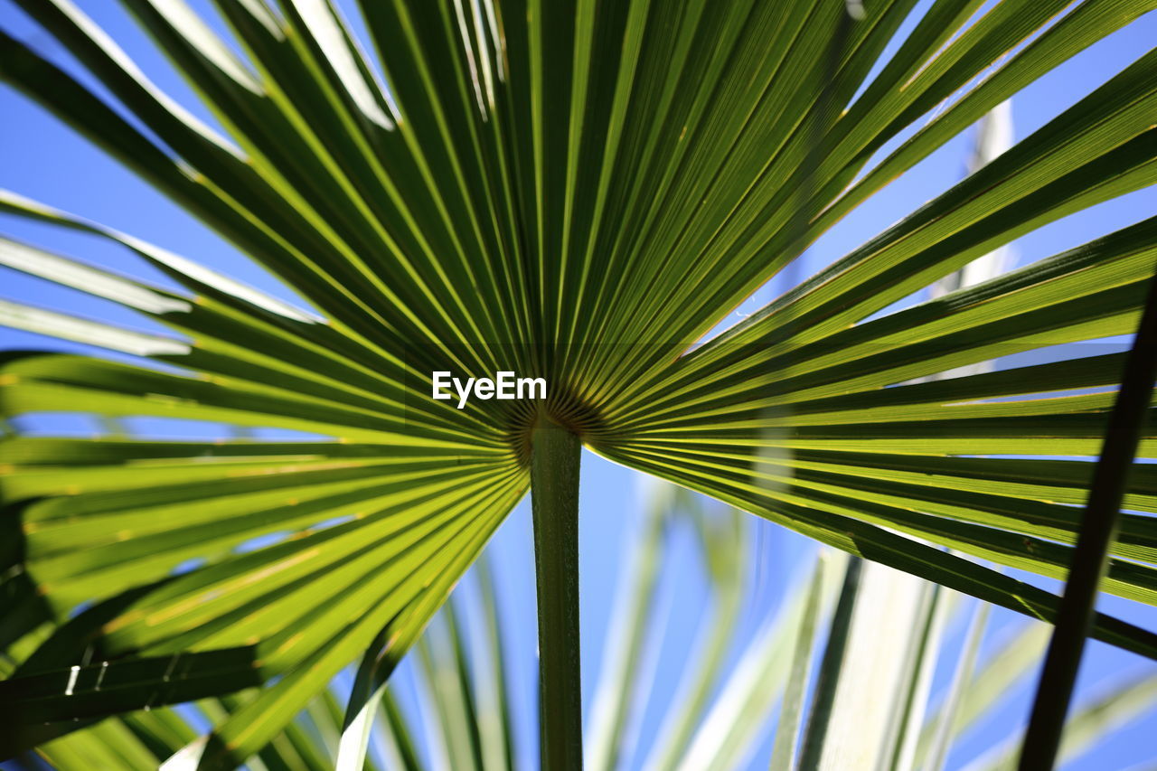 CLOSE-UP OF PALM LEAF