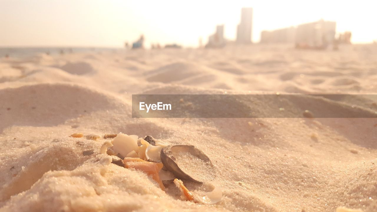 Close-up of sand dune on beach