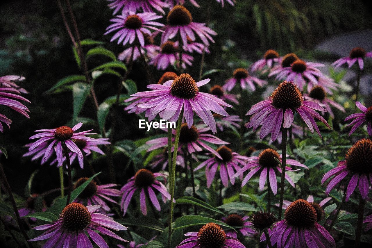 Close-up of purple coneflower blooming outdoors