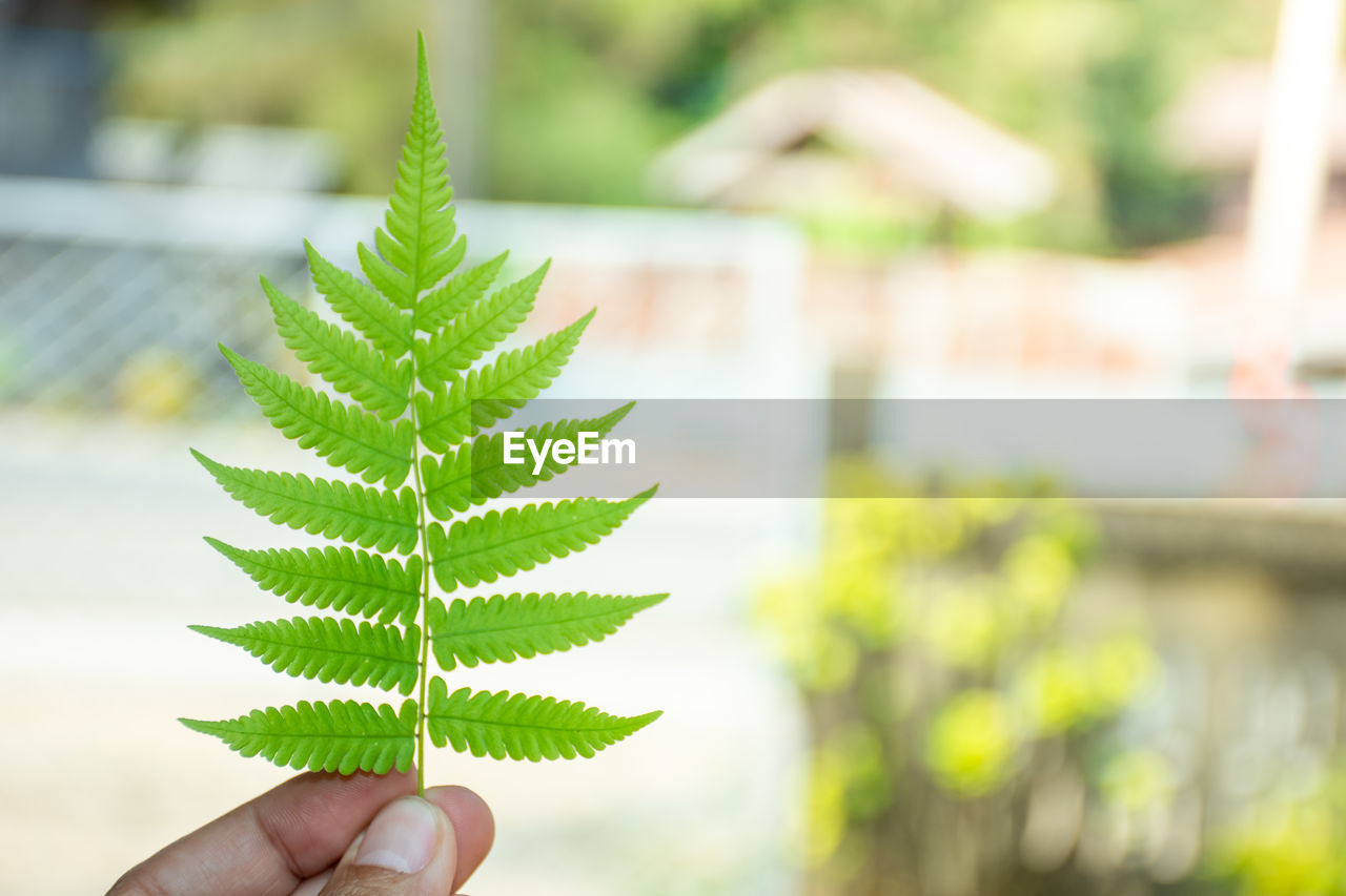 hand, plant, one person, holding, green, nature, tree, leaf, plant part, focus on foreground, flower, growth, day, outdoors, close-up, environmental conservation, environment, healthcare and medicine, adult, herb, finger, lifestyles