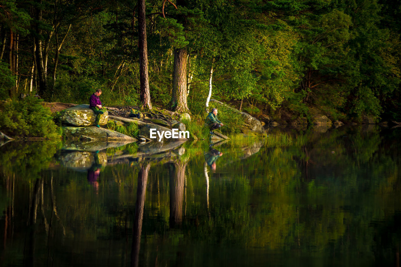 REFLECTION OF TREE IN WATER