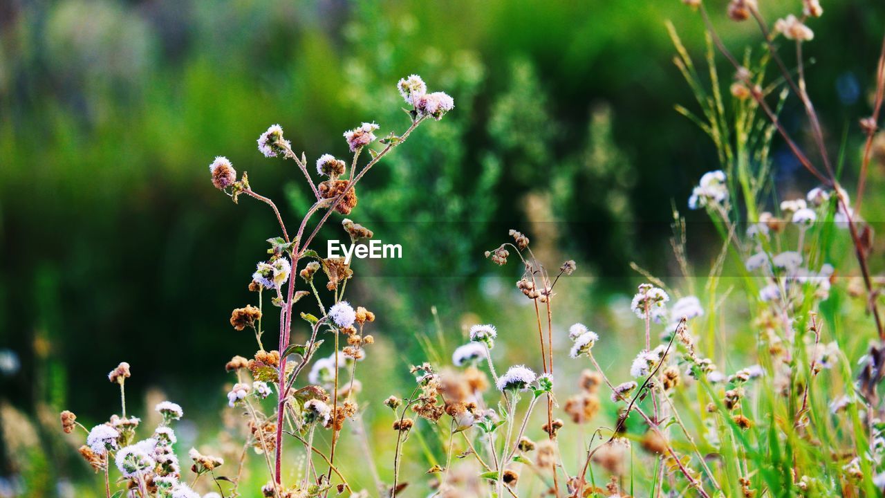 Close-up of purple flowering plants on field