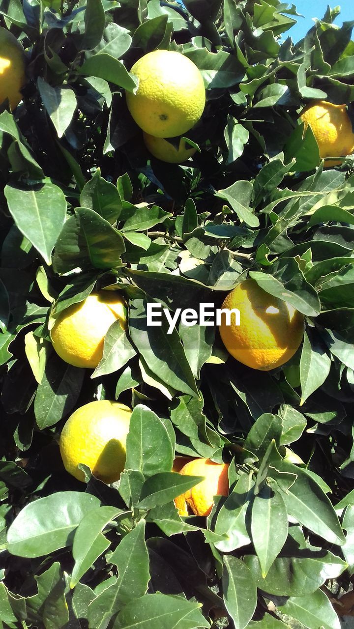 FRUITS ON TREE