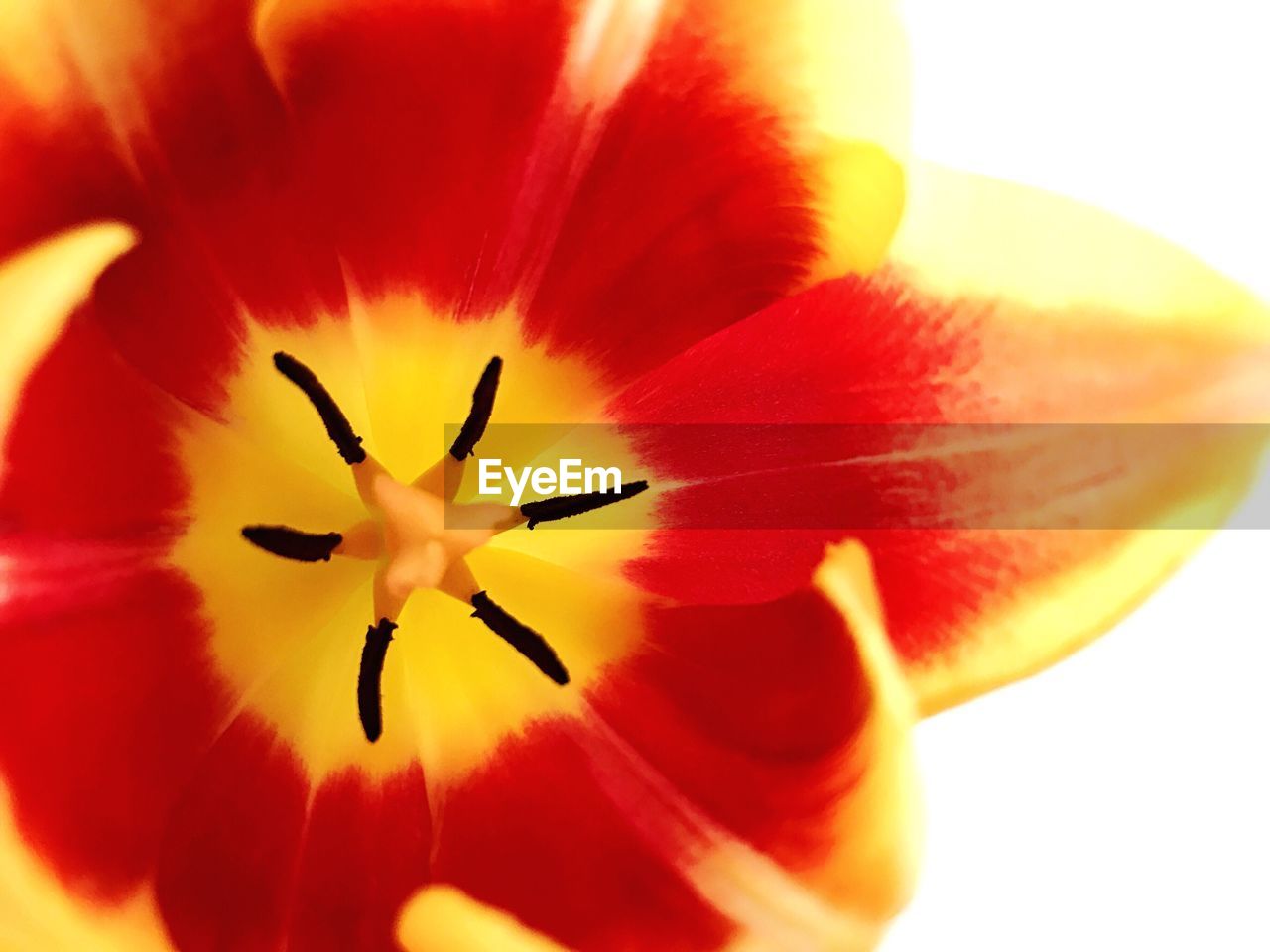 Close-up of fresh yellow flower blooming outdoors