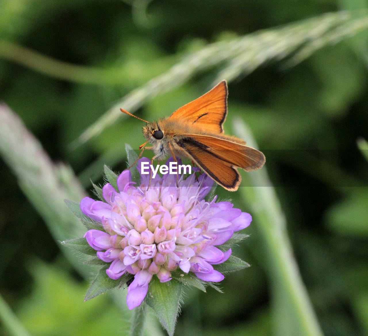 CLOSE-UP OF BUTTERFLY POLLINATING FLOWER