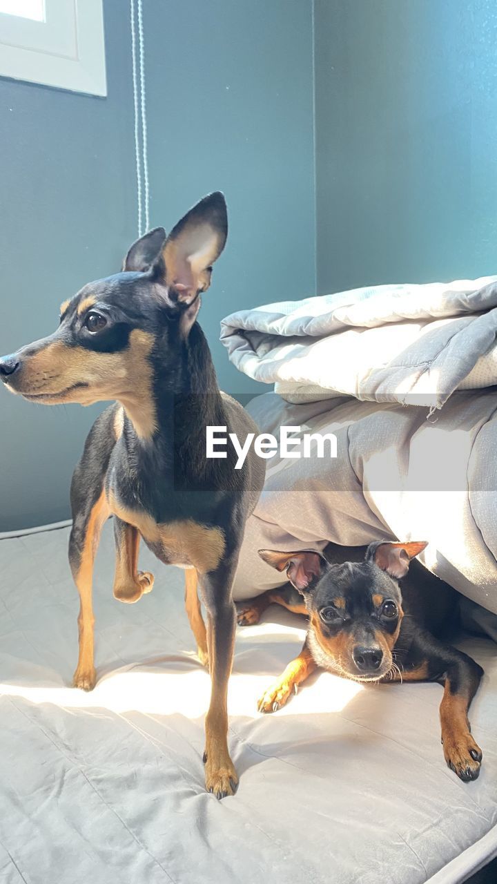 portrait of dog on bed at home