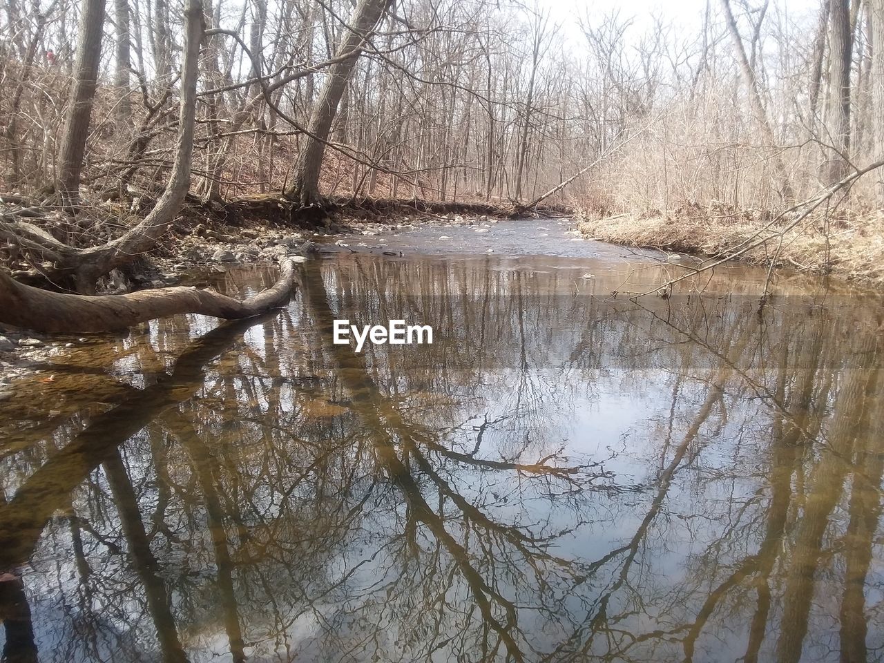 REFLECTION OF TREES IN LAKE