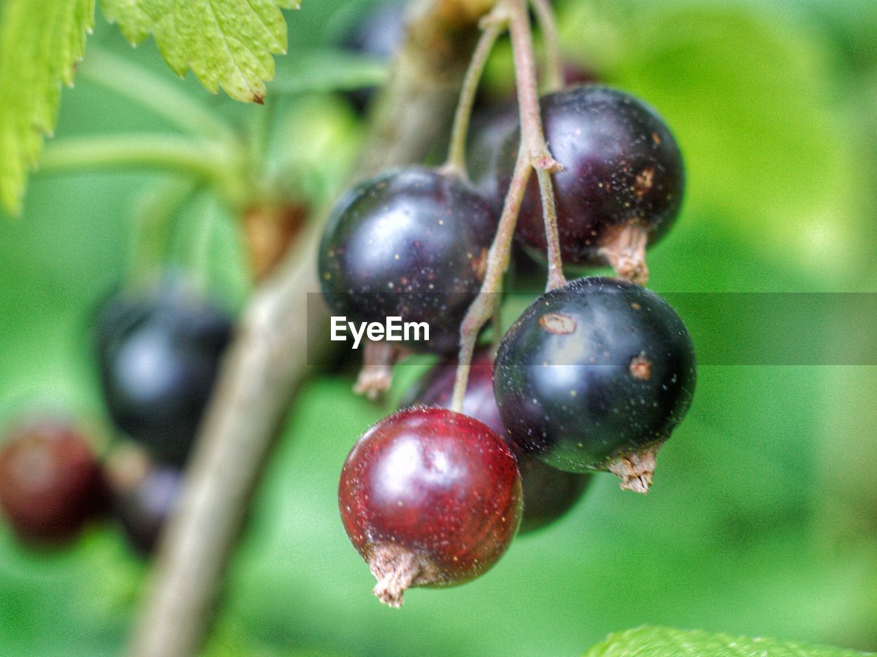 food, fruit, food and drink, healthy eating, freshness, berry, plant, close-up, wellbeing, produce, plant part, leaf, nature, growth, no people, ripe, green, tree, branch, agriculture, focus on foreground, outdoors, bilberry, shrub, macro photography, selective focus, day, cherry, hanging, flower, juicy, plant stem, organic, huckleberry