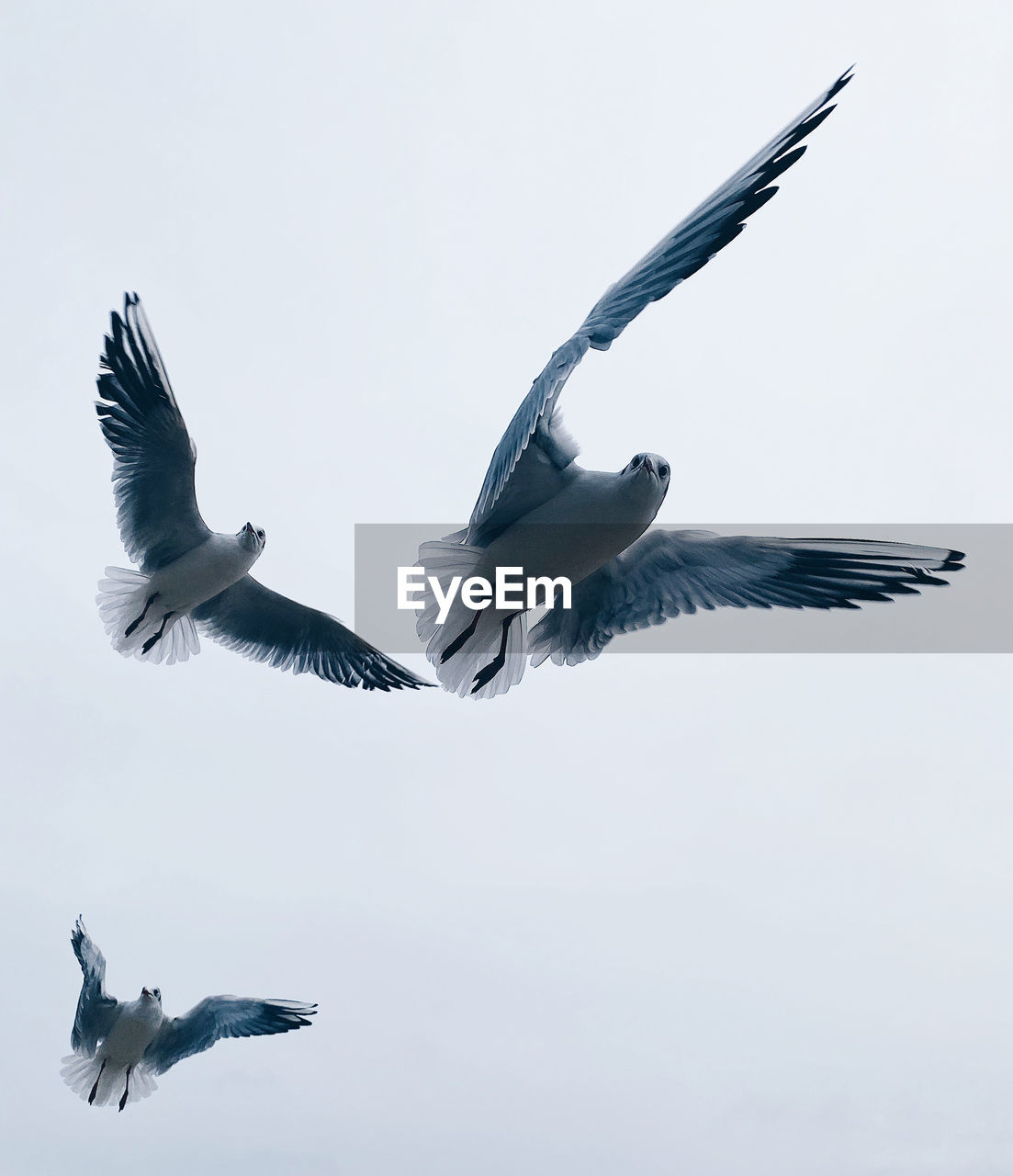 Low angle view of seagulls flying in sky