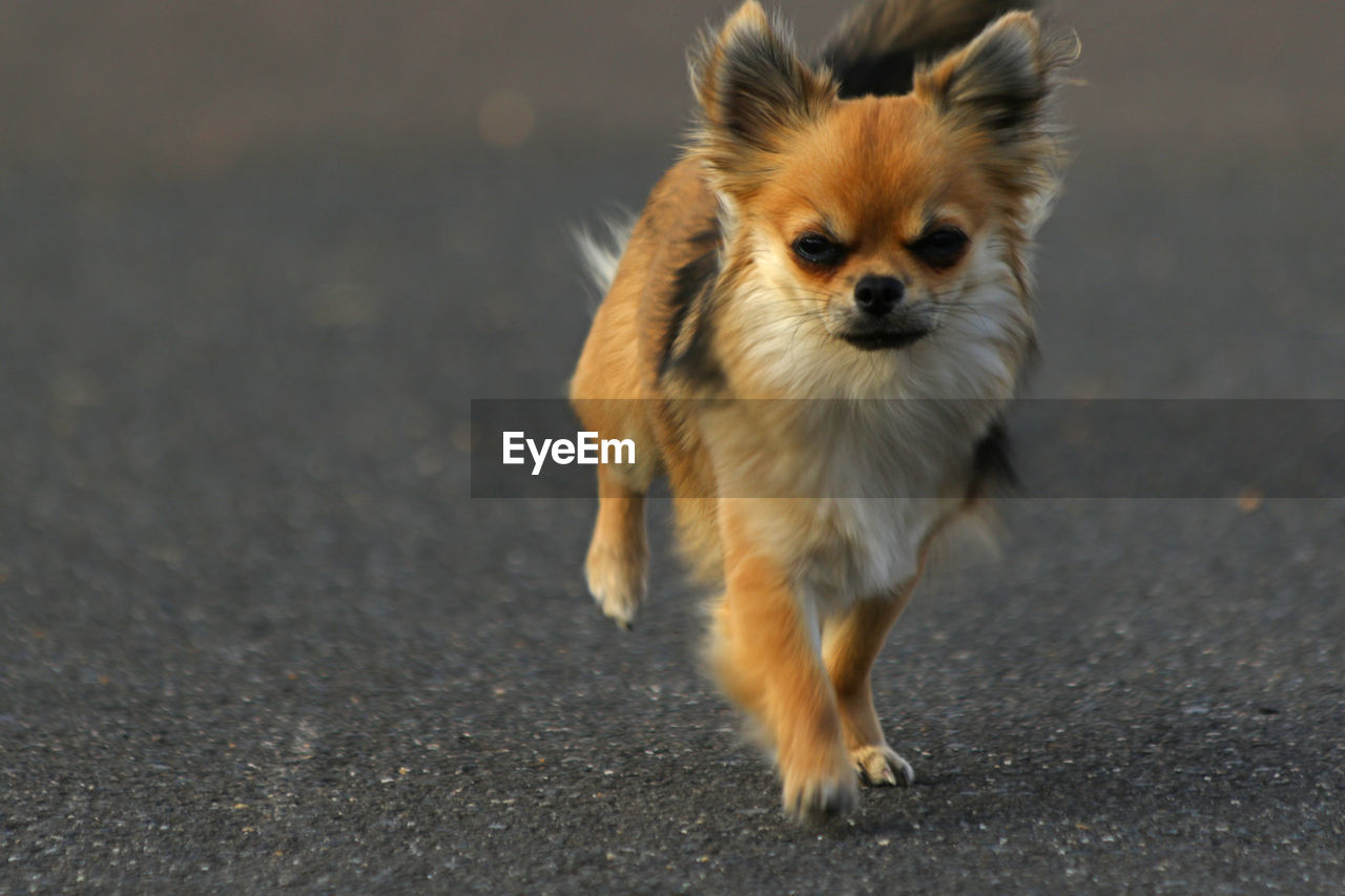 Portrait of chihuahua walking on road