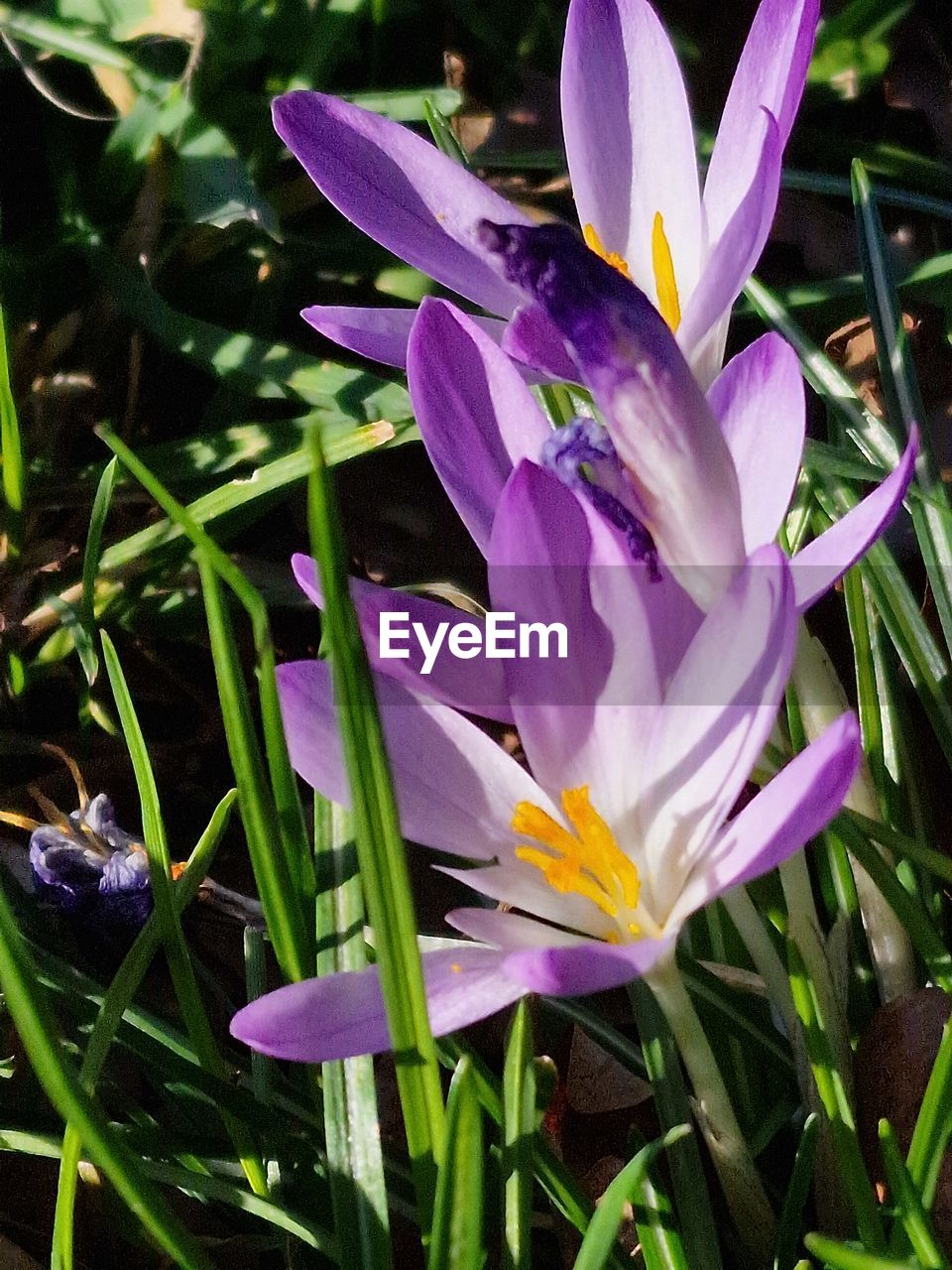 flower, flowering plant, plant, beauty in nature, freshness, petal, growth, fragility, purple, close-up, nature, flower head, inflorescence, no people, leaf, plant part, springtime, botany, outdoors, day, blossom, water, iris