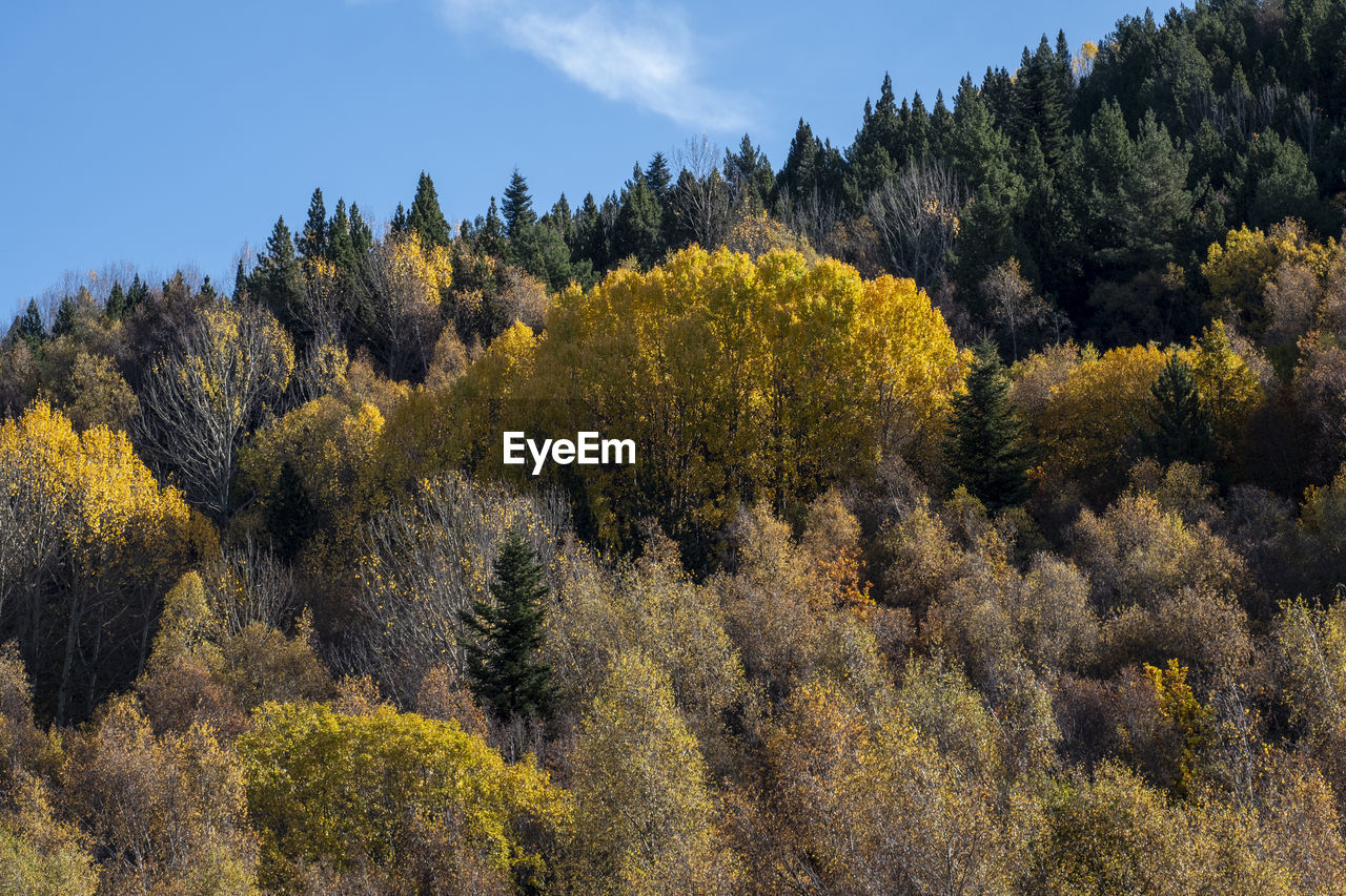 plant, tree, wilderness, autumn, forest, leaf, nature, mountain, land, pine tree, beauty in nature, coniferous tree, natural environment, pinaceae, scenics - nature, sky, pine woodland, landscape, environment, no people, woodland, growth, meadow, ridge, non-urban scene, tranquility, tranquil scene, outdoors, yellow, day, travel, travel destinations, green