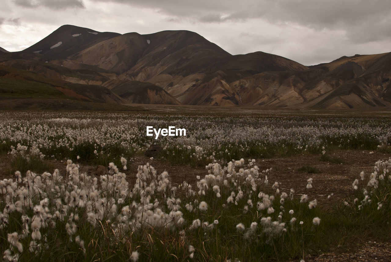 Scenic view of flower field against sky