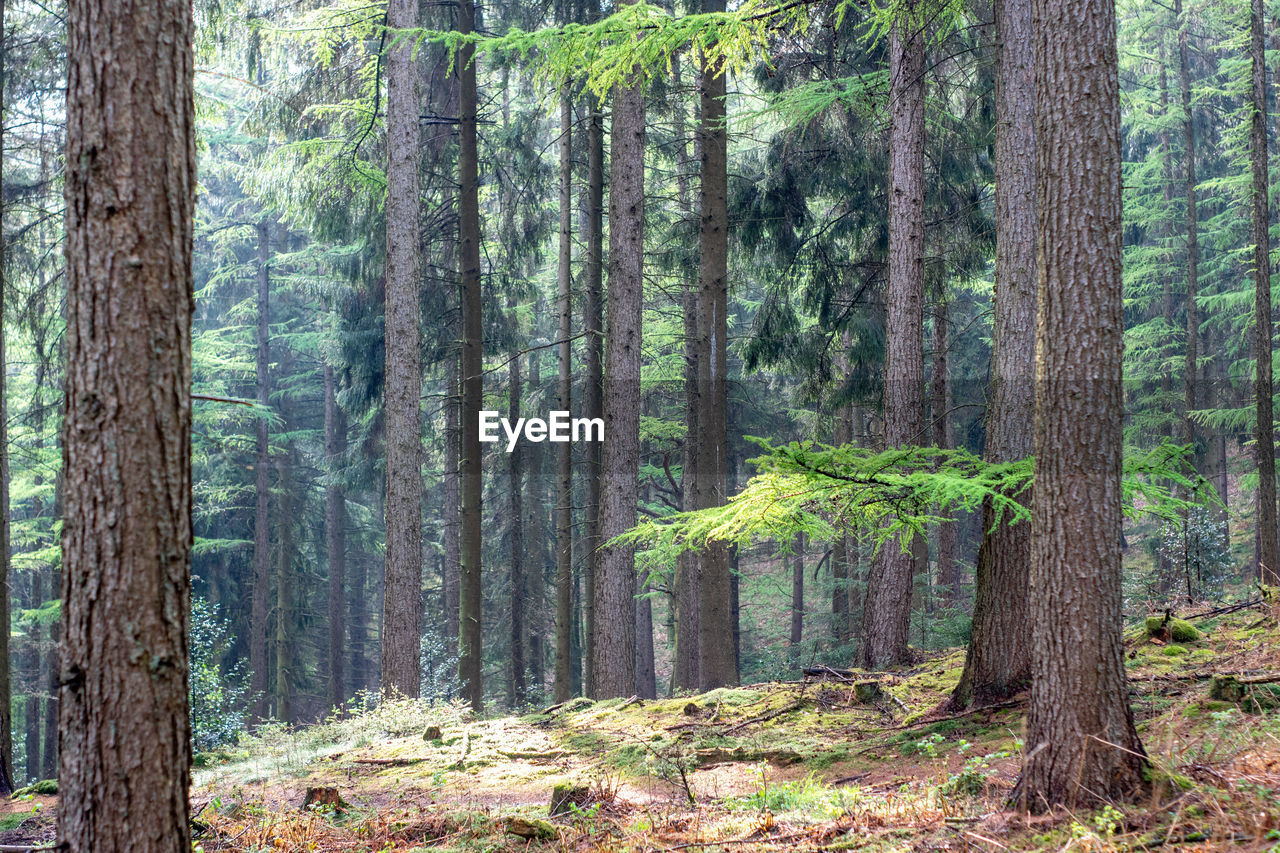 Pine trees in forest