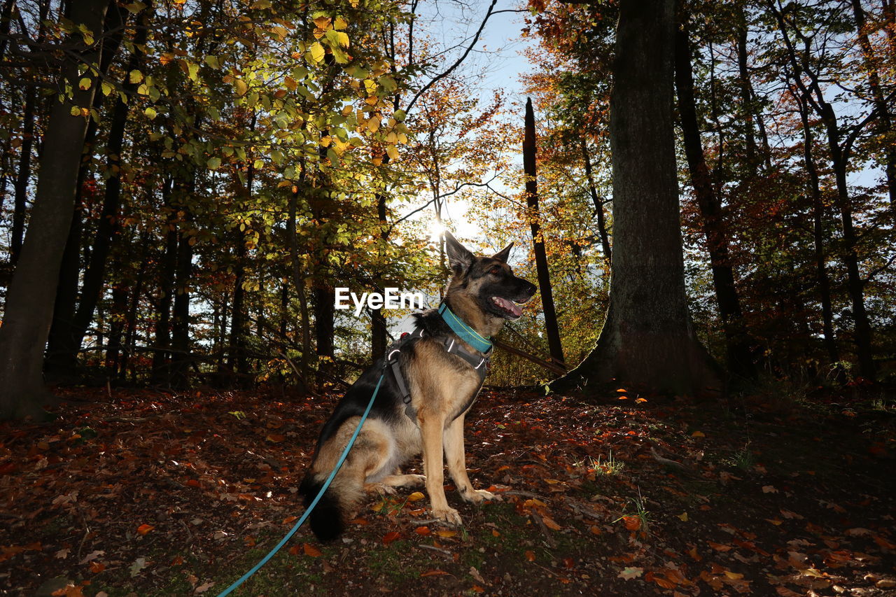 Dog standing by tree in forest