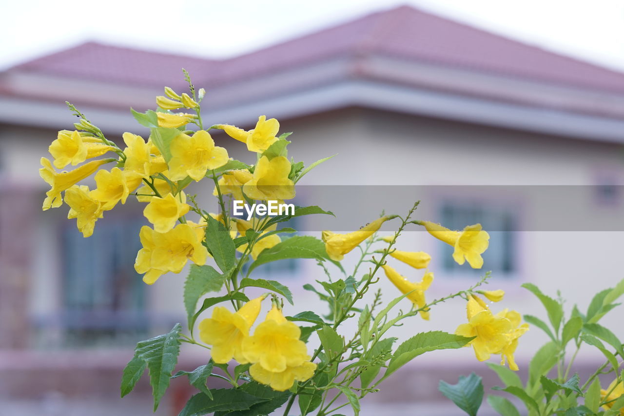 CLOSE-UP OF YELLOW FLOWERING PLANT BY BUILDING