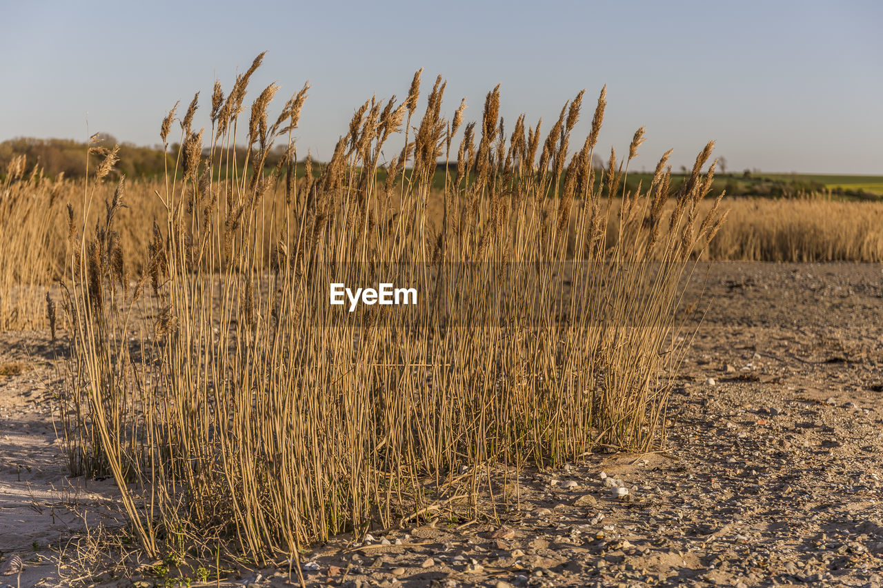 Plants growing on field against sky