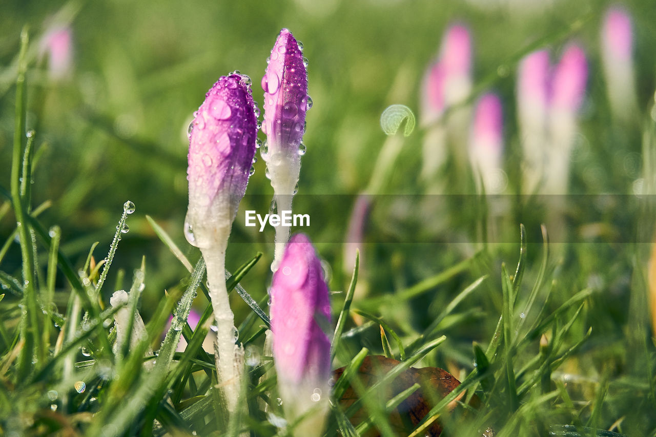 Close-up of water drops on purple crocus flower