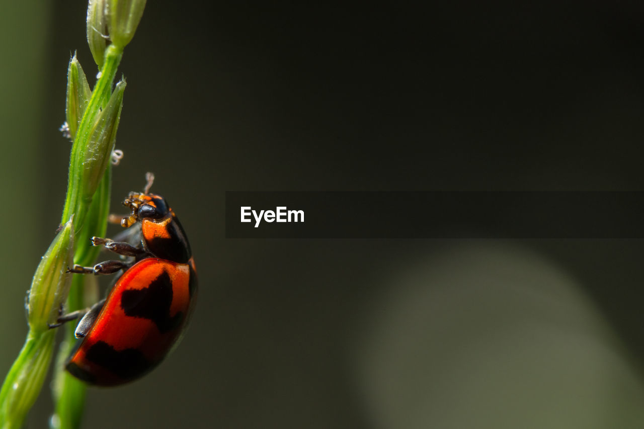 Close-up of ladybug on plant