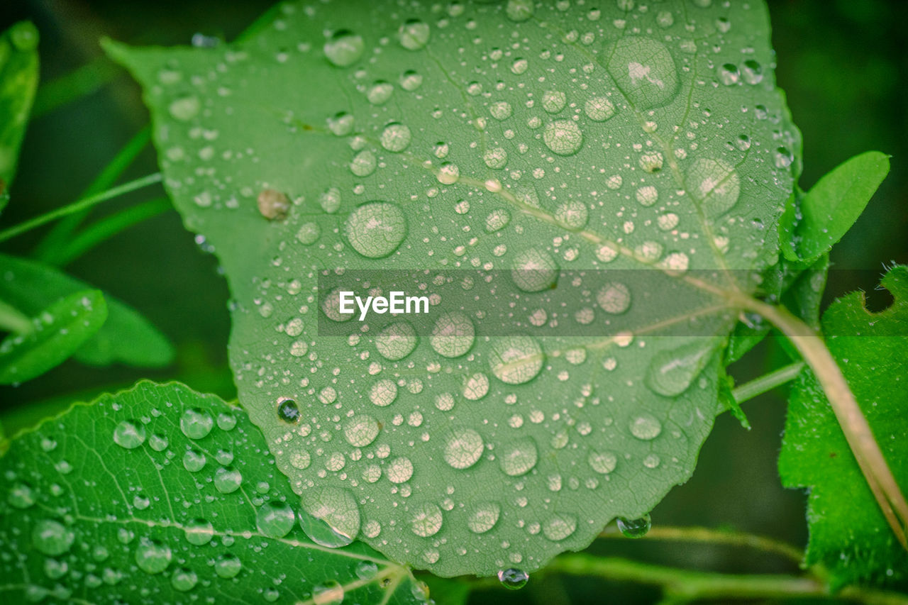 Close-up of raindrops on leaves