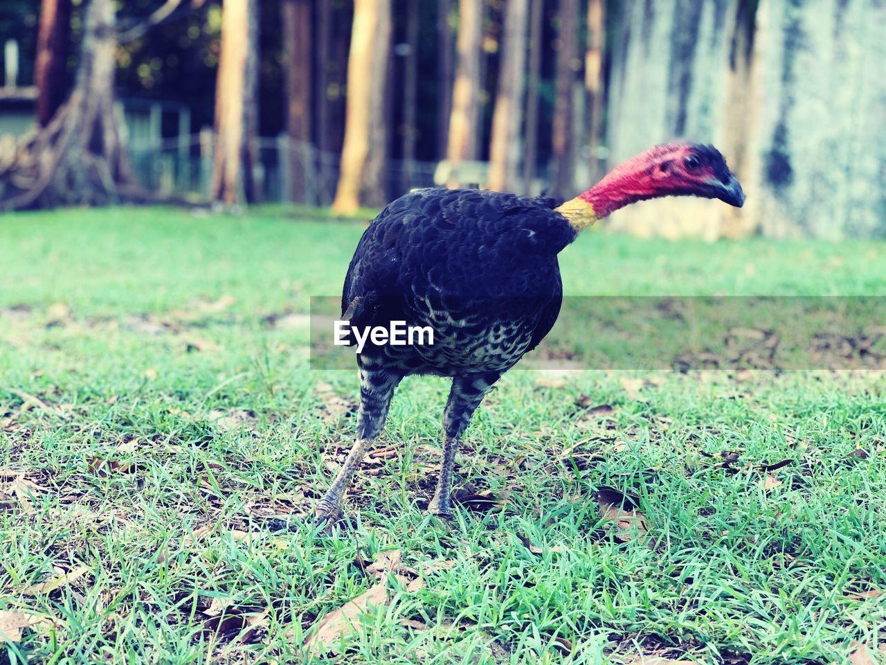 CLOSE-UP OF A BLACK BIRD