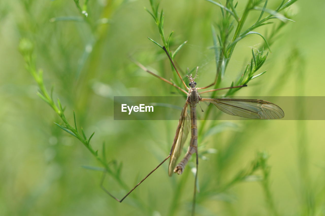 CLOSE-UP OF GRASSHOPPER ON LEAF