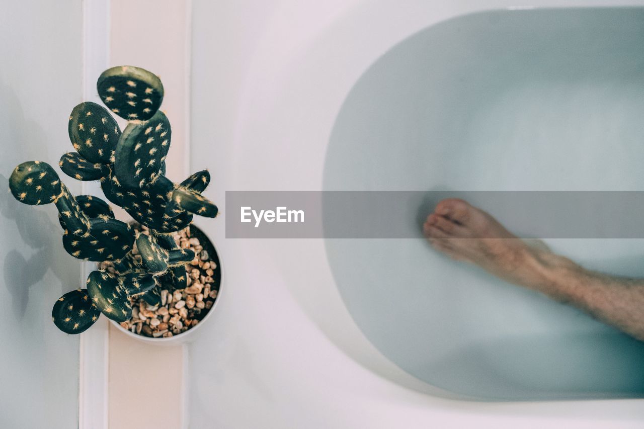 Low section of man in bathtub by potted cactus
