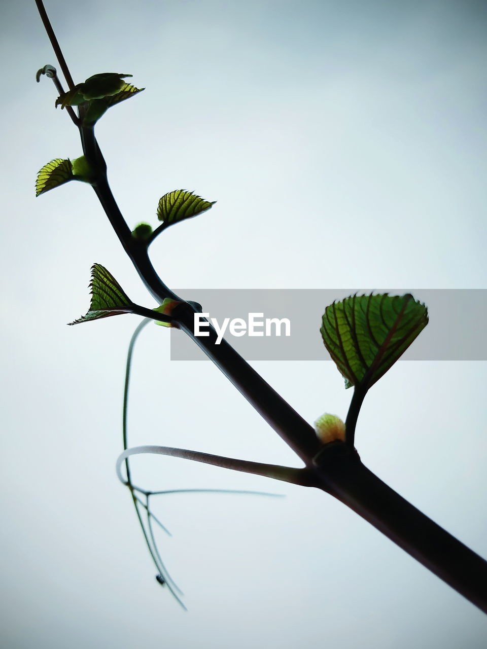 CLOSE-UP OF GREEN PLANT AGAINST SKY