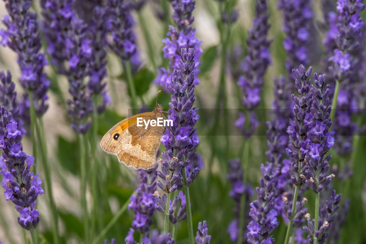 CLOSE-UP OF BUTTERFLY POLLINATING ON LAVENDER
