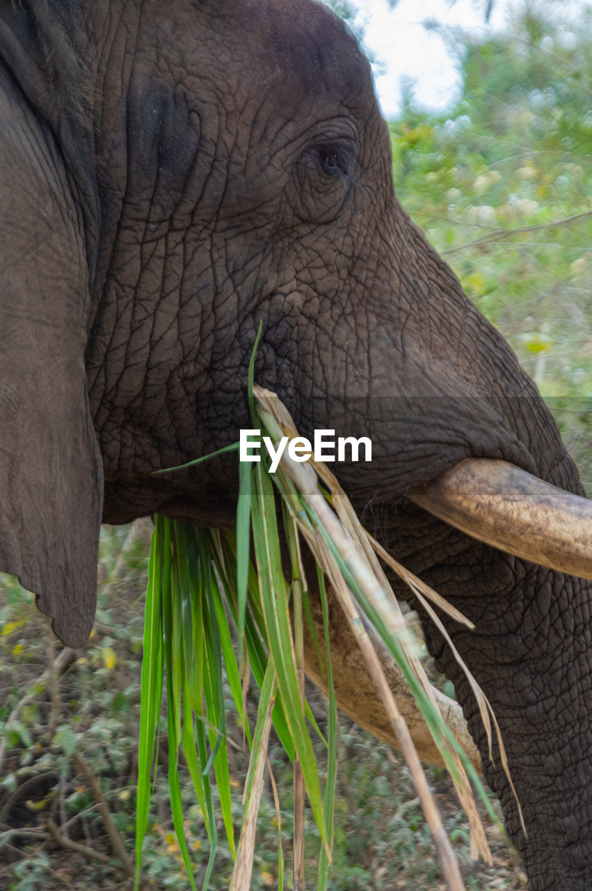 indian elephant, animal themes, animal, animal wildlife, elephant, one animal, mammal, wildlife, animal body part, african elephant, plant, tusk, no people, animal trunk, safari, nature, animal head, tree, working animal, day, side view, outdoors, close-up, portrait, zoo, tourism, travel destinations