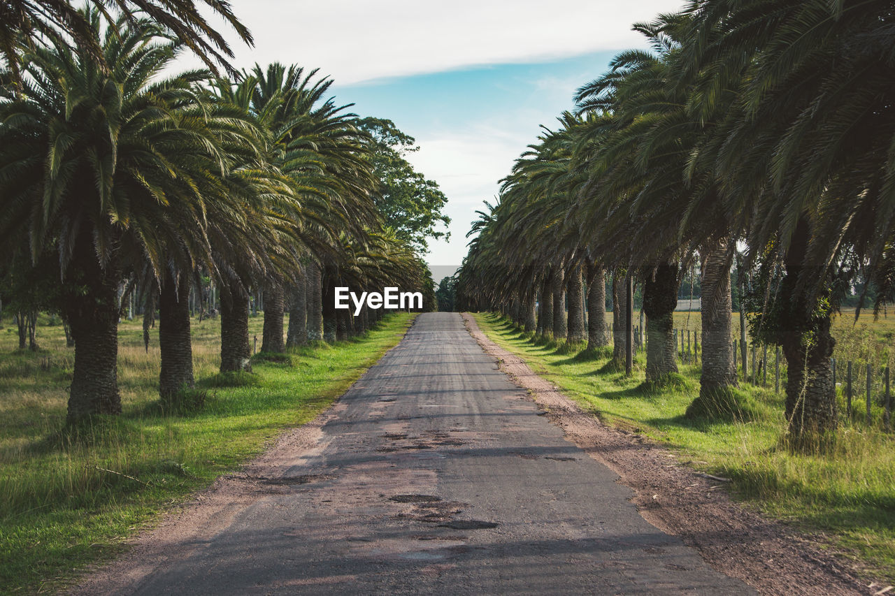 Road amidst palm trees against sky