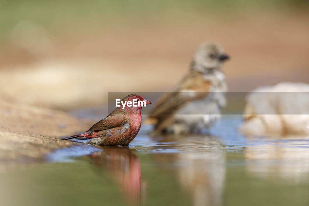 animal themes, animal, bird, animal wildlife, wildlife, selective focus, beak, nature, water, group of animals, no people, close-up, sparrow, reflection, two animals, day, surface level, full length, outdoors, side view, songbird, eating, beauty in nature