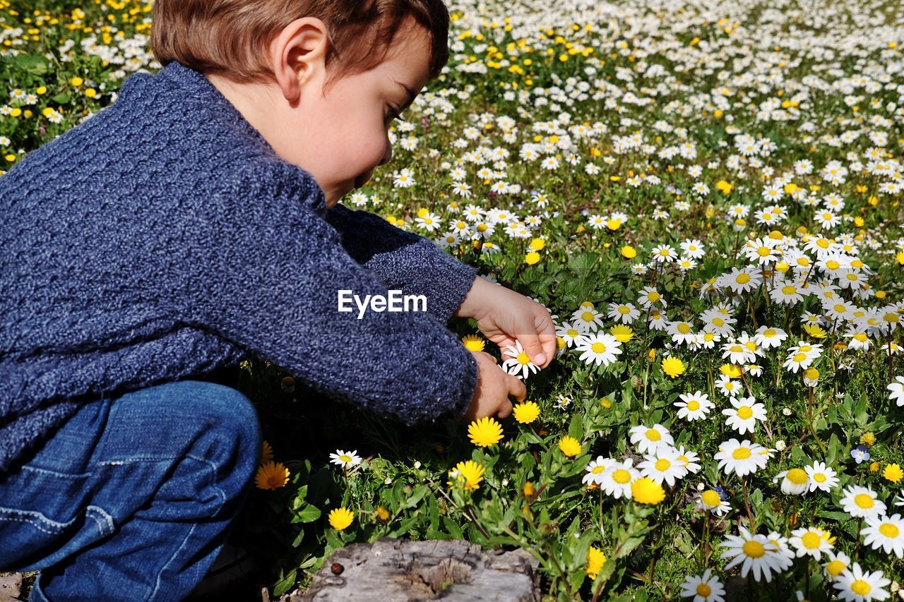 Toddler plucking daisies on field during sunny day