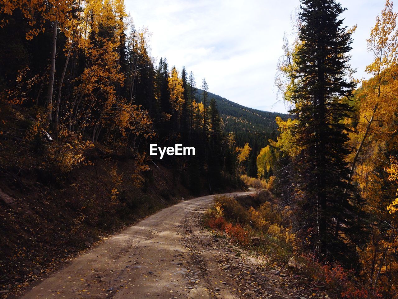 ROAD AMIDST TREES DURING AUTUMN