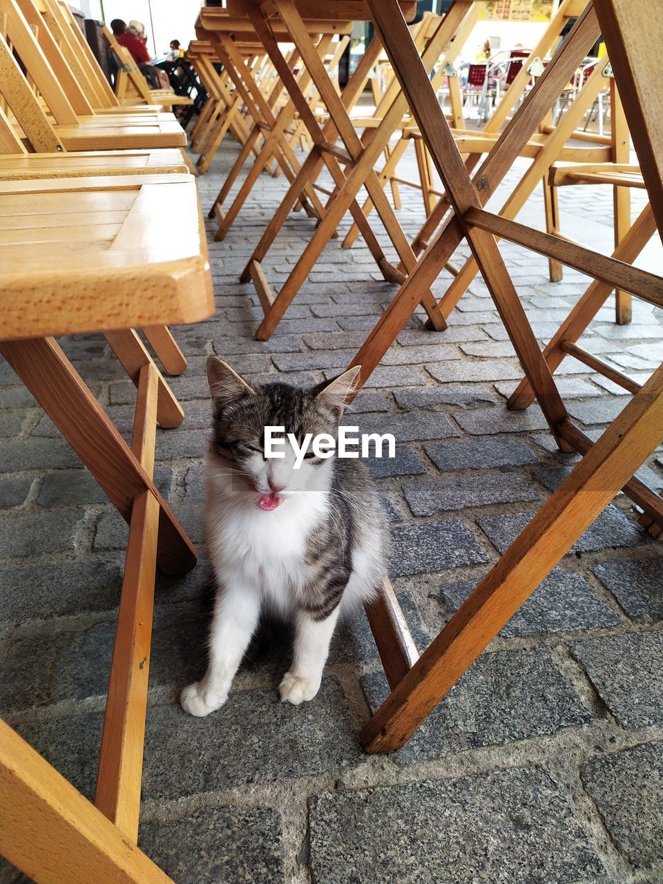 Portrait of cat sitting on chair