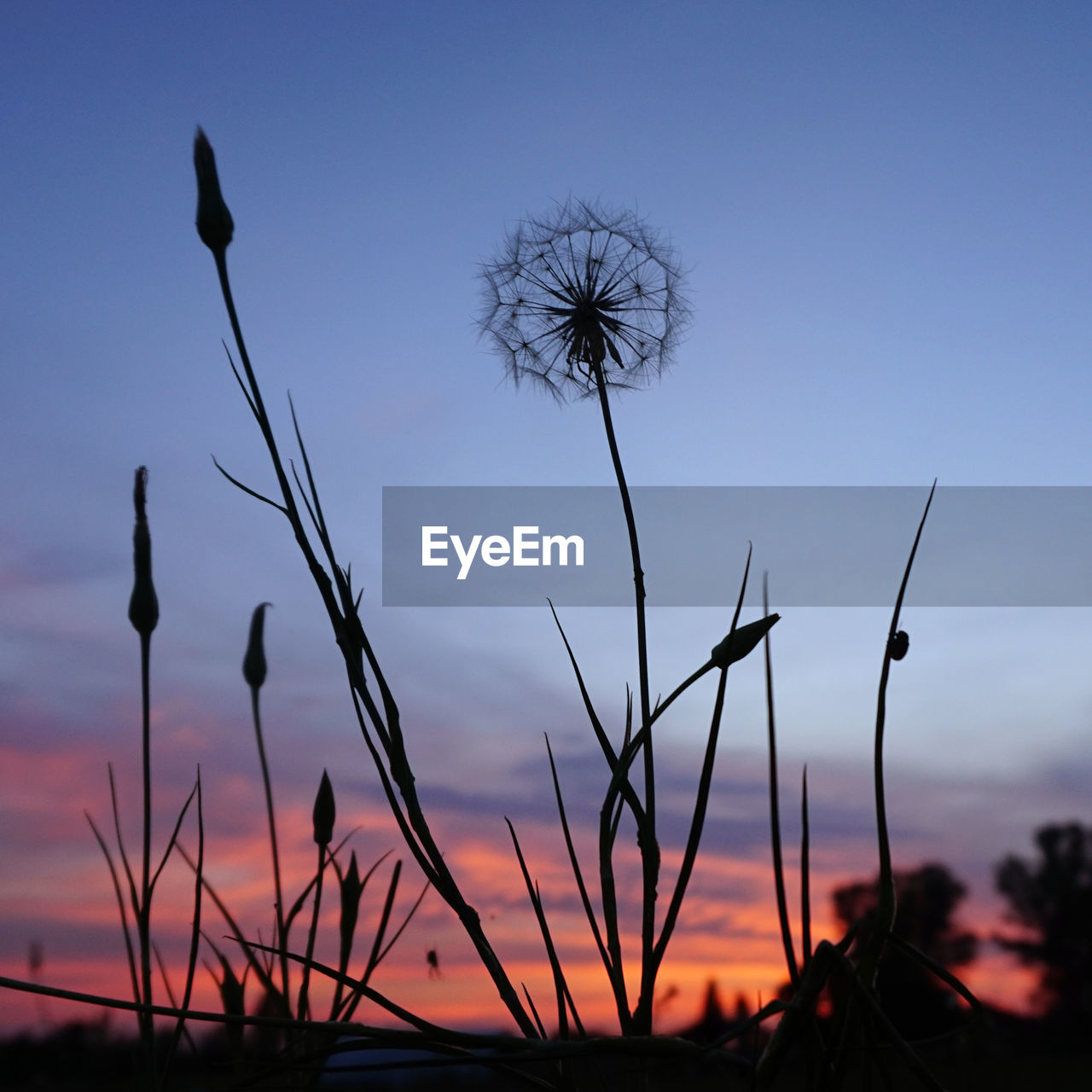 Close-up of silhouette plants against sky during sunset