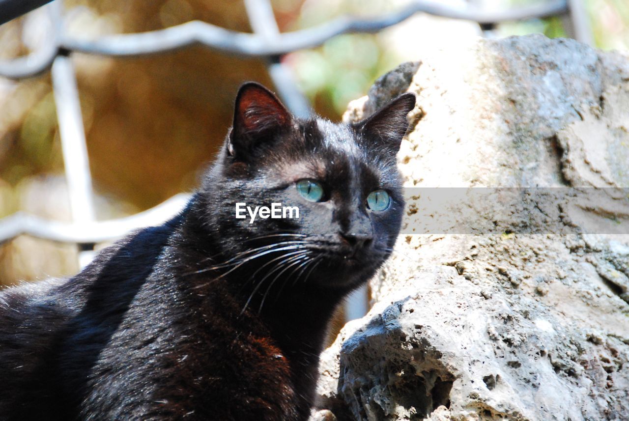 CLOSE-UP PORTRAIT OF BLACK CAT OUTDOORS